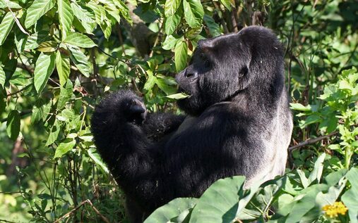 What are the advantages of Bwindi Gorilla Trekking?  