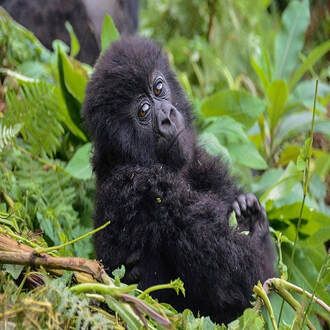 What Is The Significance Of Mountain Gorilla Trekking Rwanda?