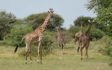 What are   the advantages of Murchison National Park Uganda